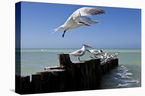 Royal Terns Flying Above the Turquoise Waters of the Gulf of Mexico Off of Holbox Island, Mexico-Karine Aigner-Premier Image Canvas