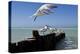 Royal Terns Flying Above the Turquoise Waters of the Gulf of Mexico Off of Holbox Island, Mexico-Karine Aigner-Premier Image Canvas