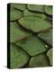 Royal Water Lily Leaves, World's Largest Lily, Brazil-Staffan Widstrand-Premier Image Canvas