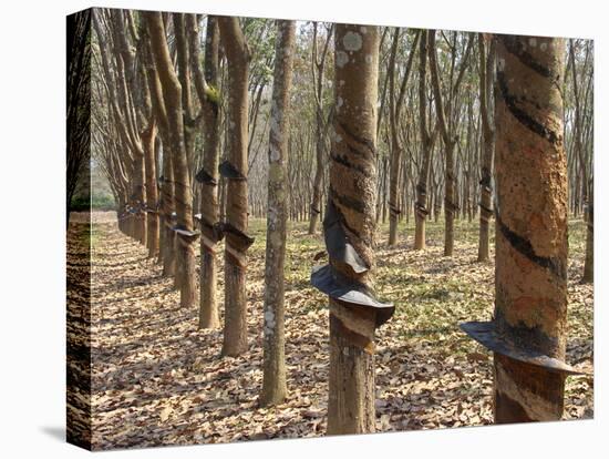 Rubber Tree Plantation-Bjorn Svensson-Premier Image Canvas