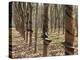 Rubber Tree Plantation-Bjorn Svensson-Premier Image Canvas