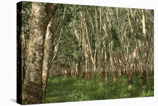 Rubber Trees (Hevea Brasiliensis)-Bjorn Svensson-Premier Image Canvas