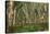 Rubber Trees (Hevea Brasiliensis)-Bjorn Svensson-Premier Image Canvas