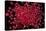Rubies Panned From River Gravels-Vaughan Fleming-Premier Image Canvas