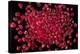 Rubies Panned From River Gravels-Vaughan Fleming-Premier Image Canvas