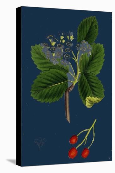 Rubus Suberectus; Suberect Bramble-null-Premier Image Canvas