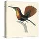 Ruby and Topaz Humming-Bird, Chrysolampis Mosquitis-William Home Lizars-Premier Image Canvas