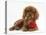 Ruby Cavalier King Charles Spaniel Pup, Flame, 12 Weeks Old, with a Red Rose-Mark Taylor-Premier Image Canvas