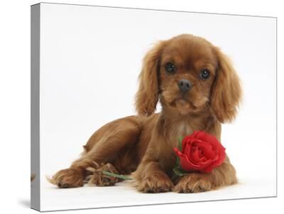 Ruby Cavalier King Charles Spaniel Pup Flame 12 Weeks Old With A Red Rose Photographic Print Mark Taylor Art Com