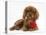 Ruby Cavalier King Charles Spaniel Pup, Flame, 12 Weeks Old, with a Red Rose-Mark Taylor-Premier Image Canvas