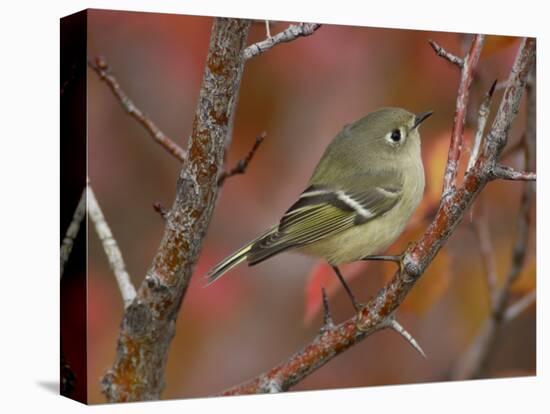 Ruby Crowned Kinglet, Adult in Black Hawthorn, Grand Teton National Park, Wyoming, USA-Rolf Nussbaumer-Premier Image Canvas