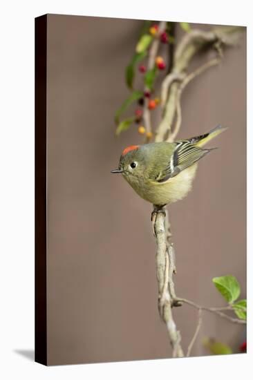 Ruby-crowned kinglet (Regulus calendula) perched.-Larry Ditto-Premier Image Canvas