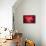 Ruby Red-Philippe Sainte-Laudy-Premier Image Canvas displayed on a wall