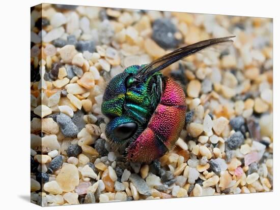 Ruby-tailed wasp curled up in defensive posture, UK-Andy Sands-Premier Image Canvas