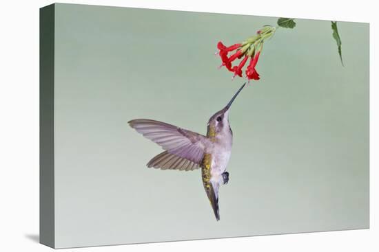 Ruby-Throated Hummingbird (Archilochus Colubris) Feeding, Texas, USA-Larry Ditto-Premier Image Canvas