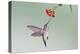 Ruby-Throated Hummingbird (Archilochus Colubris) Feeding, Texas, USA-Larry Ditto-Premier Image Canvas