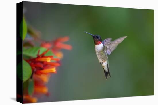 Ruby-throated Hummingbird (Archilochus colubris) flying-Larry Ditto-Premier Image Canvas