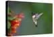 Ruby-throated Hummingbird (Archilochus colubris) flying-Larry Ditto-Premier Image Canvas