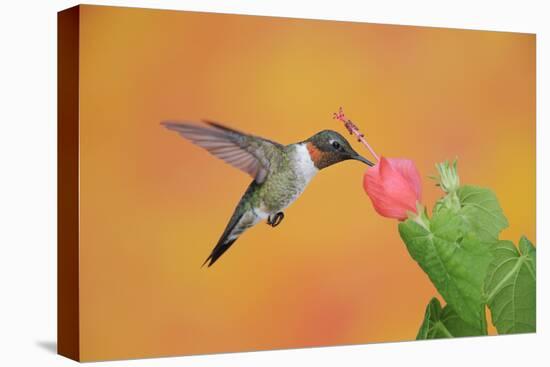 Ruby-Throated Hummingbird (Archilochus Colubris)-Rolf Nussbaumer-Premier Image Canvas