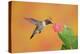 Ruby-Throated Hummingbird (Archilochus Colubris)-Rolf Nussbaumer-Premier Image Canvas