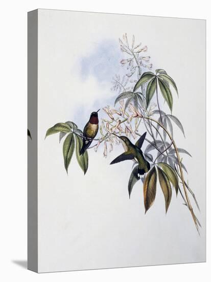 Ruby-Throated Hummingbird (Archilochus Colubris)-John Gould-Premier Image Canvas