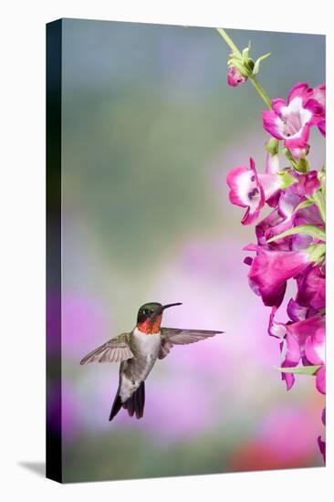 Ruby-Throated Hummingbird at a Penstemon. Marion, Illinois, Usa-Richard ans Susan Day-Premier Image Canvas