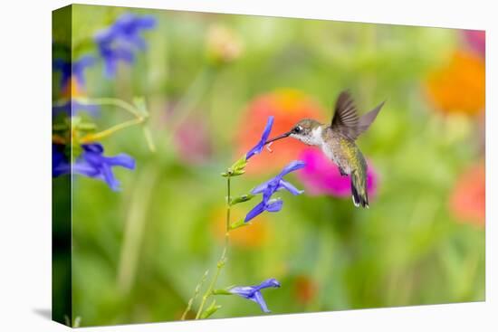 Ruby-throated hummingbird at blue ensign salvia-Richard and Susan Day-Premier Image Canvas