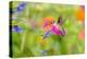 Ruby-throated hummingbird at blue ensign salvia-Richard and Susan Day-Premier Image Canvas