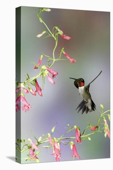Ruby-Throated Hummingbird at Prairie Fire Penstemon, Illinois, Usa-Richard ans Susan Day-Premier Image Canvas