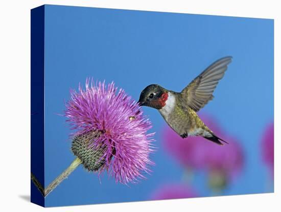 Ruby Throated Hummingbird, Feeding from Flower, USA-Rolf Nussbaumer-Premier Image Canvas