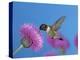 Ruby Throated Hummingbird, Feeding from Flower, USA-Rolf Nussbaumer-Premier Image Canvas