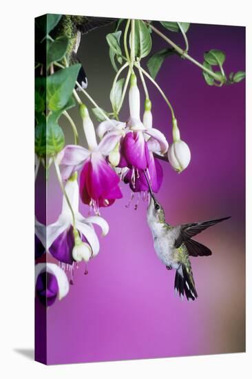 Ruby-Throated Hummingbird Female at Hybrid Fuchsia. Shelby County, Illinois-Richard and Susan Day-Premier Image Canvas