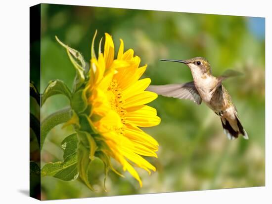 Ruby-Throated Hummingbird Hovering Next To A Bright Yellow Sunflower-Sari ONeal-Premier Image Canvas