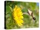 Ruby-Throated Hummingbird Hovering Next To A Bright Yellow Sunflower-Sari ONeal-Premier Image Canvas