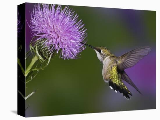 Ruby-Throated Hummingbird in Flight at Thistle Flower-Adam Jones-Premier Image Canvas