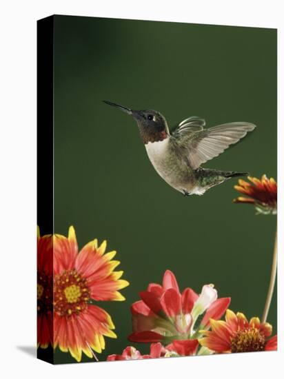 Ruby Throated Hummingbird, Male Flying, Texas, USA-Rolf Nussbaumer-Premier Image Canvas