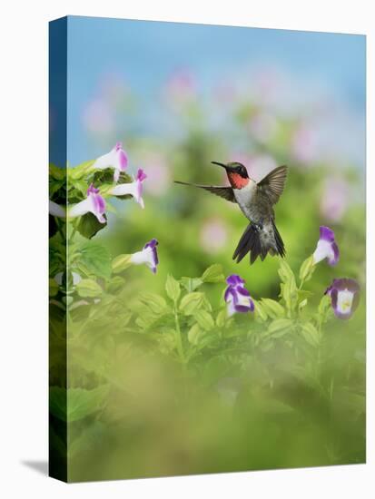 Ruby-throated Hummingbird male in flight feeding, Hill Country, Texas, USA-Rolf Nussbaumer-Premier Image Canvas