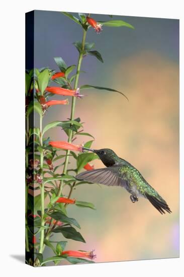 Ruby-Throated Hummingbird Male on Cigar Plant, Marion County, Illinois-Richard and Susan Day-Premier Image Canvas