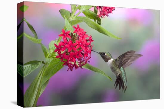 Ruby-Throated Hummingbird Male on Red Pentas, Marion County, Illinois-Richard and Susan Day-Premier Image Canvas