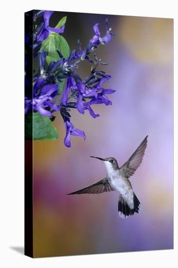 Ruby-Throated Hummingbird on Black and Blue Salvia, Illinois-Richard and Susan Day-Premier Image Canvas