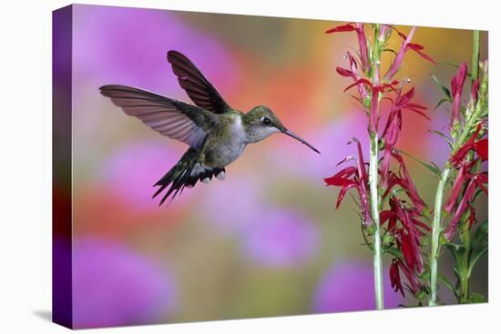 Ruby-Throated Hummingbird on Cardinal Flower, Marion County, Illinois-Richard and Susan Day-Premier Image Canvas