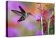 Ruby-Throated Hummingbird on Cardinal Flower, Marion County, Illinois-Richard and Susan Day-Premier Image Canvas