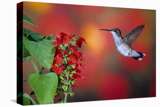 Ruby-Throated Hummingbird on Scarlet Sage Marion County, Illinois-Richard and Susan Day-Premier Image Canvas