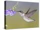 Ruby-Throated Hummingbird, Texas, USA-Larry Ditto-Premier Image Canvas