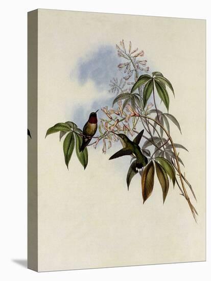 Ruby-Throated Hummingbird, Trochilus Colubris-John Gould-Premier Image Canvas