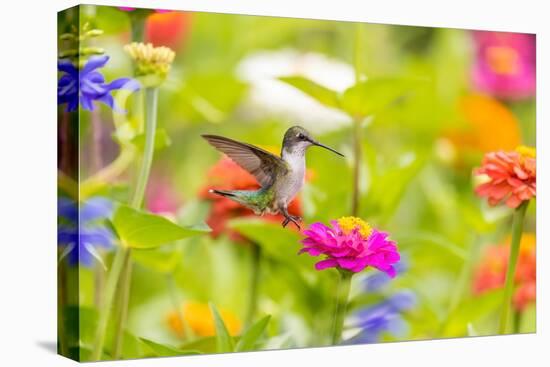 Ruby-throated hummingbird-Richard and Susan Day-Premier Image Canvas