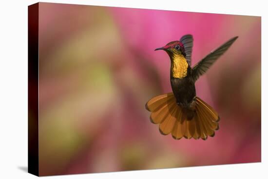 Ruby Topaz Hummingbird-Ken Archer-Premier Image Canvas