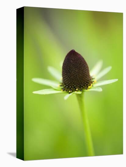 Rudbeckia occidentalis, or green wizard-Clive Nichols-Premier Image Canvas