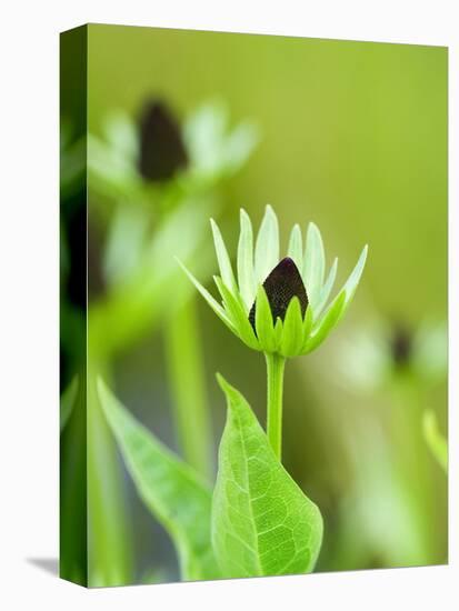 Rudbeckia occidentalis, or green wizard-Clive Nichols-Premier Image Canvas