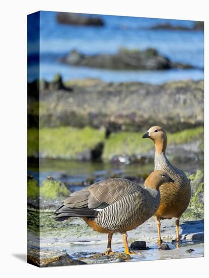 Ruddy-headed Goose in tidal area of Carcass Island, Falkland Islands-Martin Zwick-Premier Image Canvas